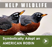 Help Wildlife. Symbolically adopt an American robin today!